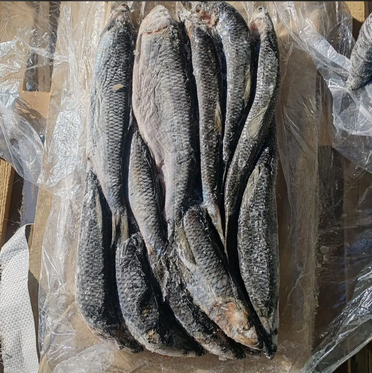 [8-13] Сельдь олюторская,  300-400,  1/18