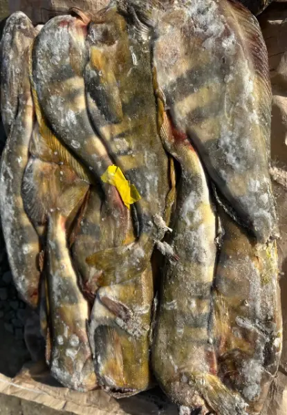 [8-17] Терпуг курильский  2L, 1кг