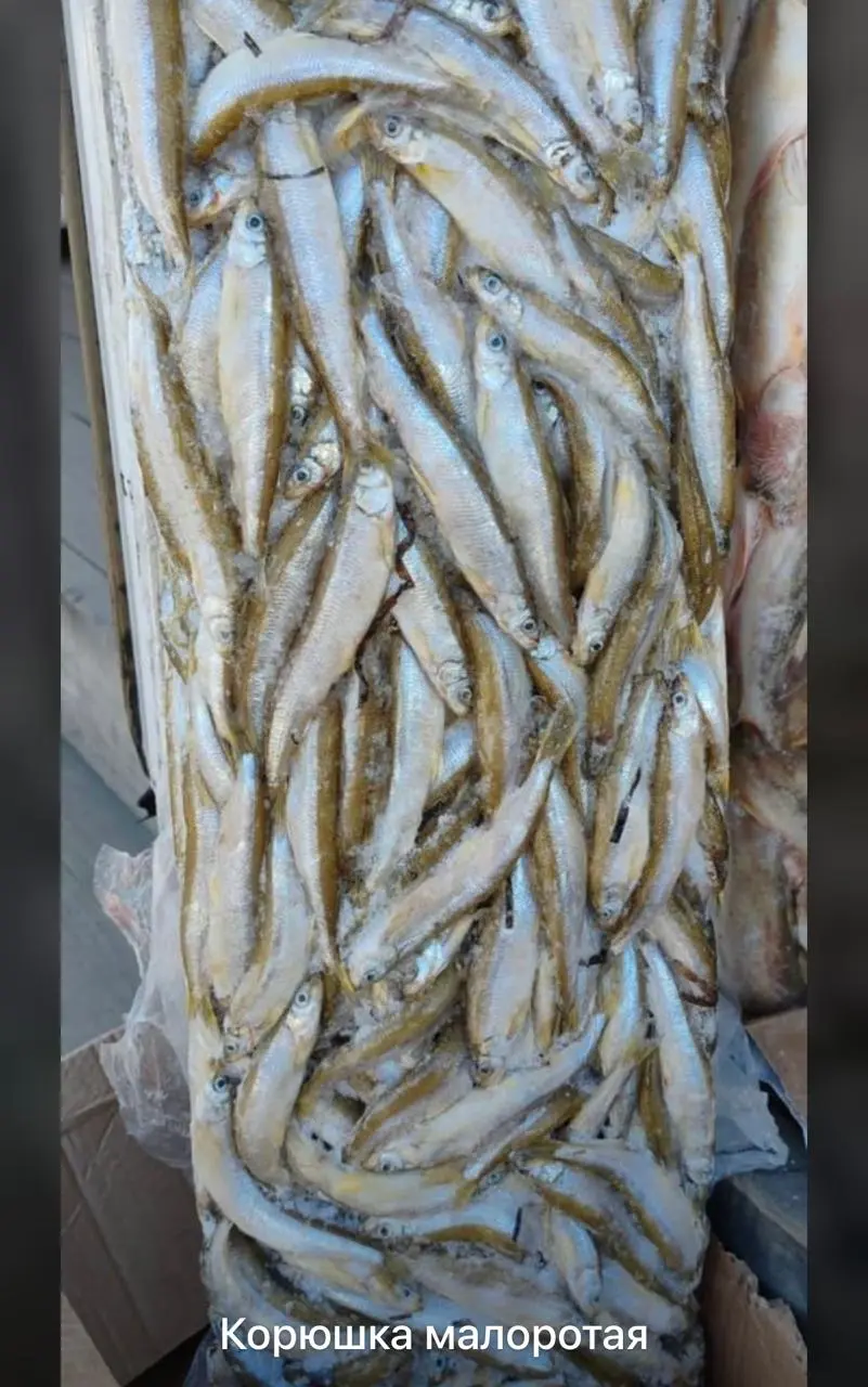 [8-27] Корюшка малоротка  морс.