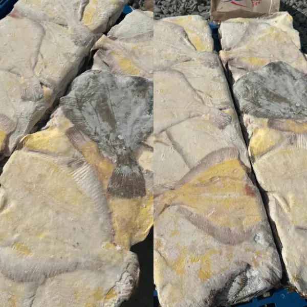 [8-6] Камбала БГ ЖБ, 1кг