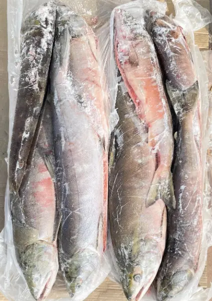 [3-463] Кета ПСГ, Охотск 2025, 1/20