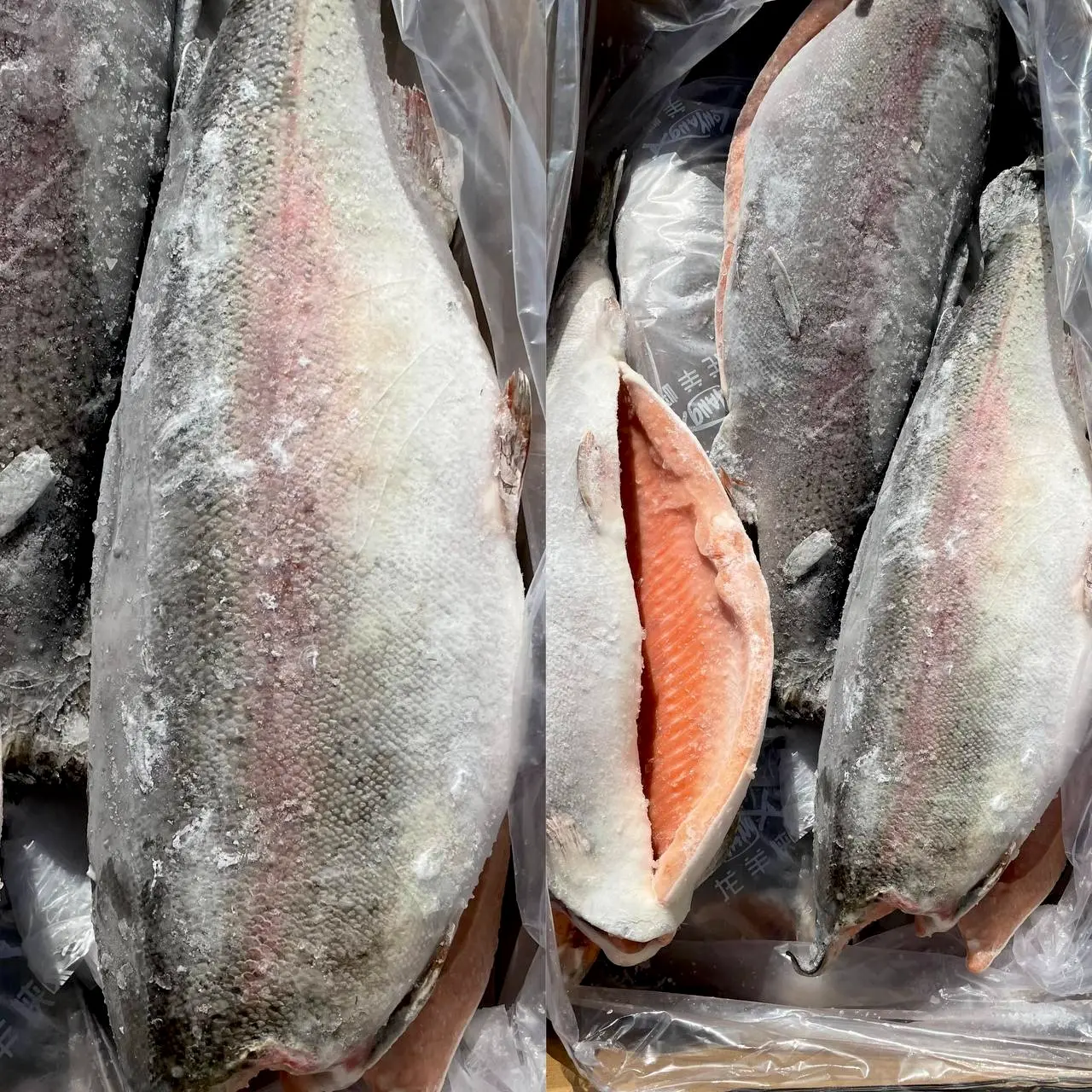 Форель БГ 2,7-4,1(крупная)